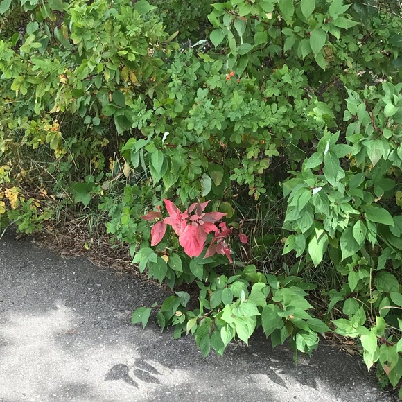 Meet your Posher, Leona - Picture 2 of 2